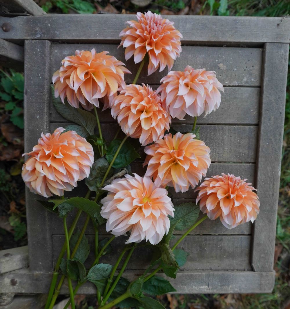 Dahlia Tuber-Peaches n Cream