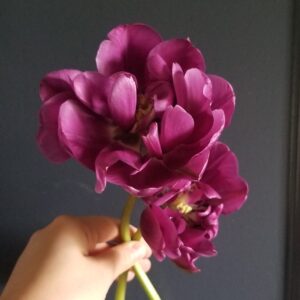 Tulip subscription-4 weeks