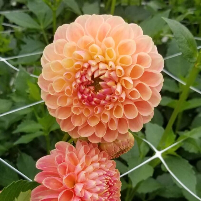 Dahlia Tuber-Crichton Honey