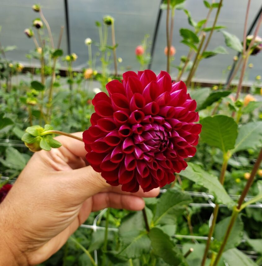 Dahlia Tuber-Ivanetti 