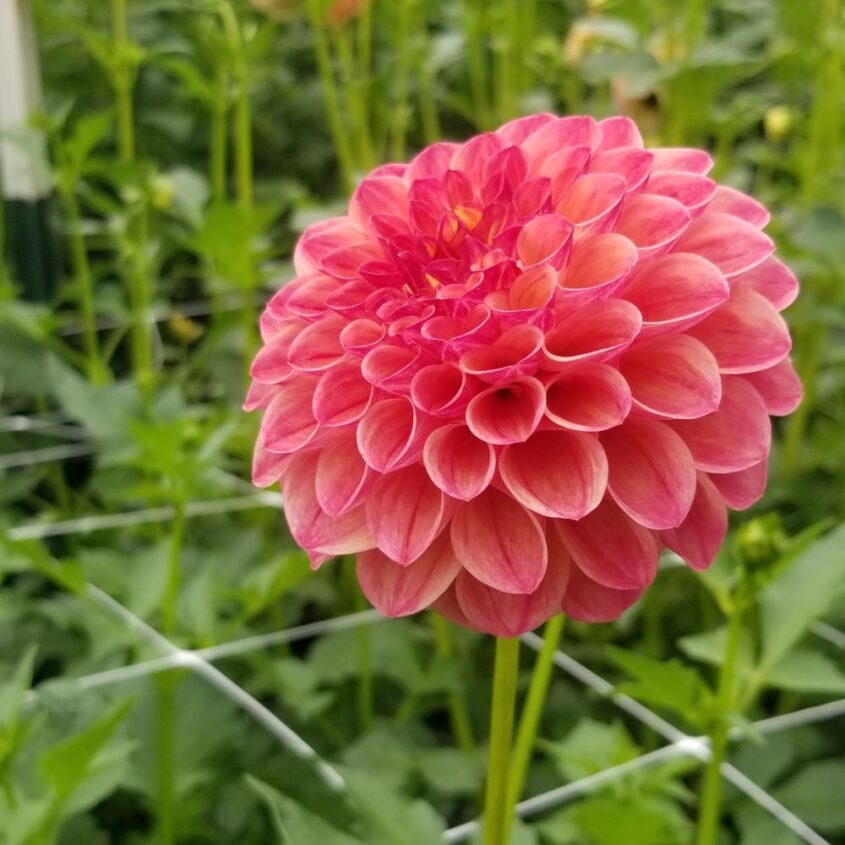 Dahlia Tuber Jowey Winnie